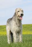 IRISH WOLFHOUND 194
